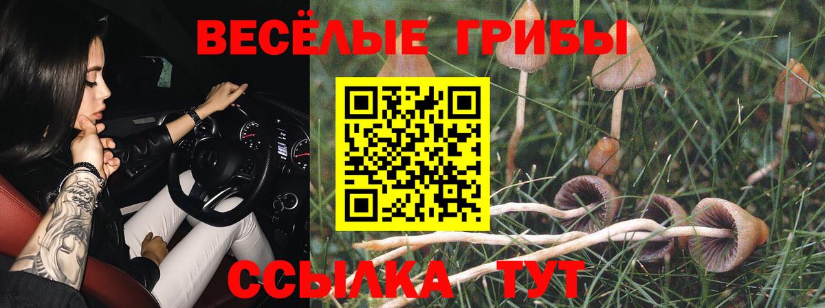 Псилоцибиновые грибы Psilocybine cubensis Реутов